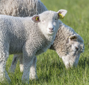 Billede af et græssende får med sit lam